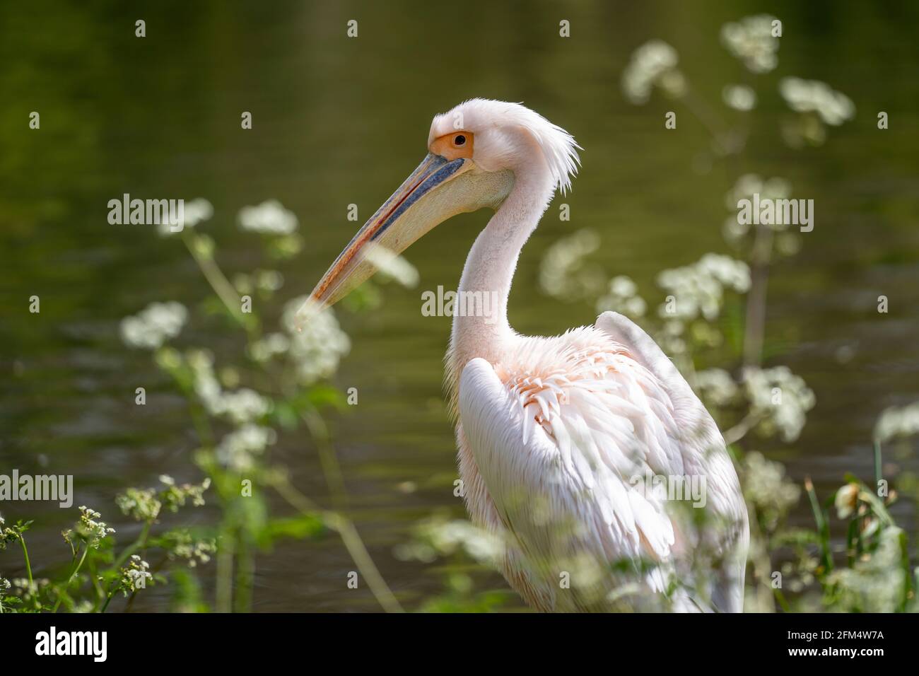 Portrait d'un Grand Pelican blanc sur la rive d'un grand lac en été. Faune et flore dans un environnement vert naturel. Banque D'Images