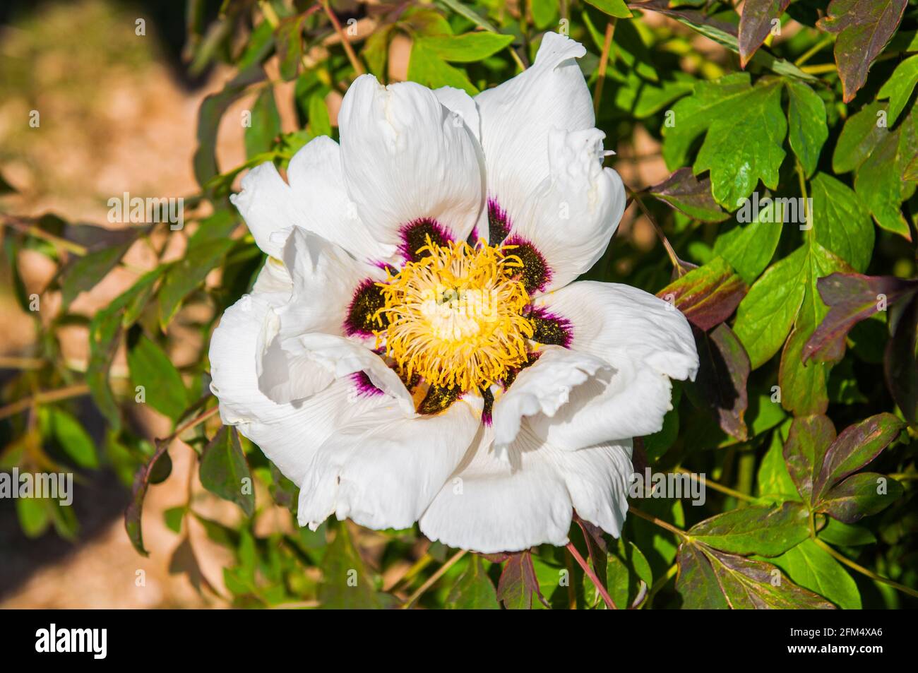 La fleur de pivoine d'arbre blanc fleurit sur un buisson vert Banque D'Images