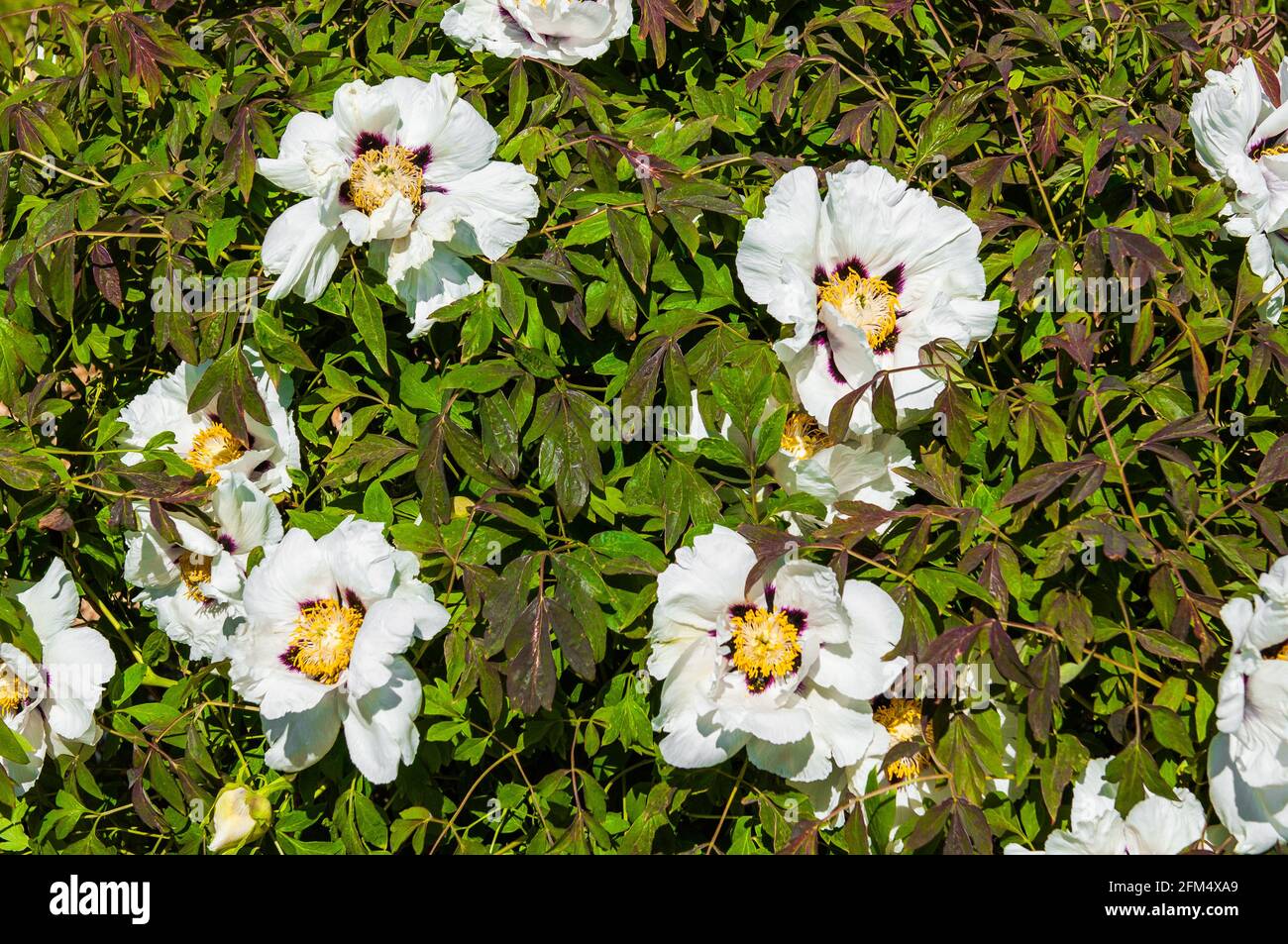 La fleur de pivoine blanche de l'arbre fleurit sur un buisson vert Banque D'Images