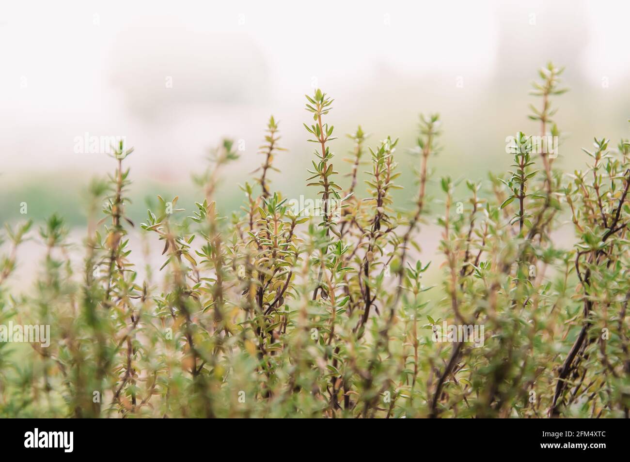 Image macro de thym vert frais en plein air dans le jardin. Banque D'Images