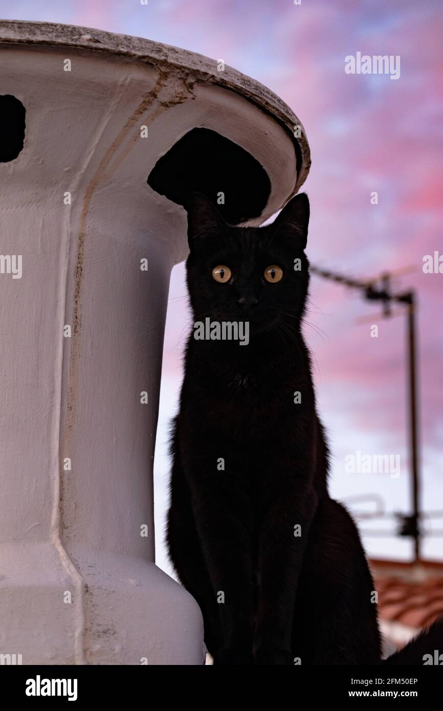 Chat noir à l'œil doré qui regarde autour Banque D'Images