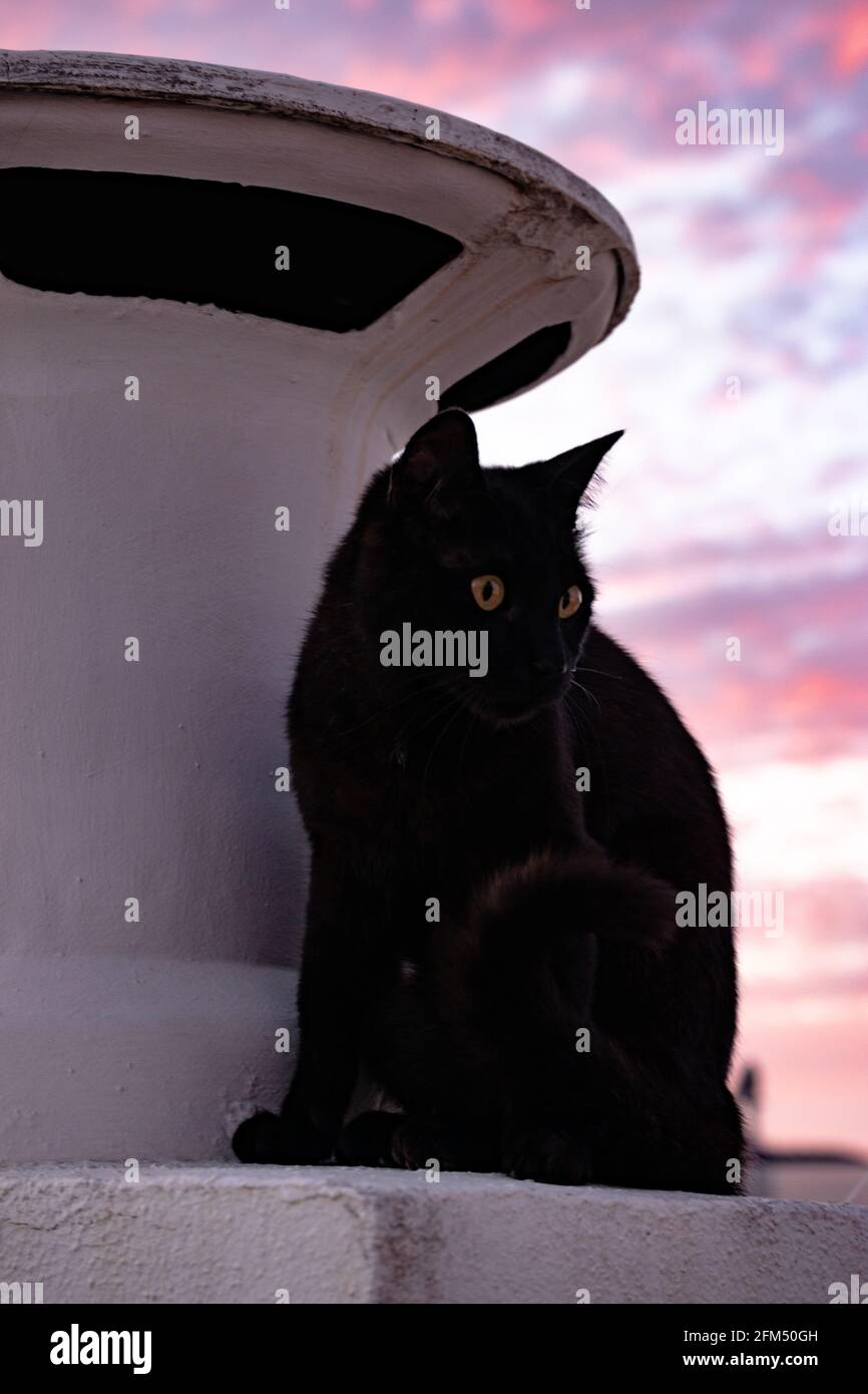 Chat noir à l'œil doré qui regarde autour Banque D'Images