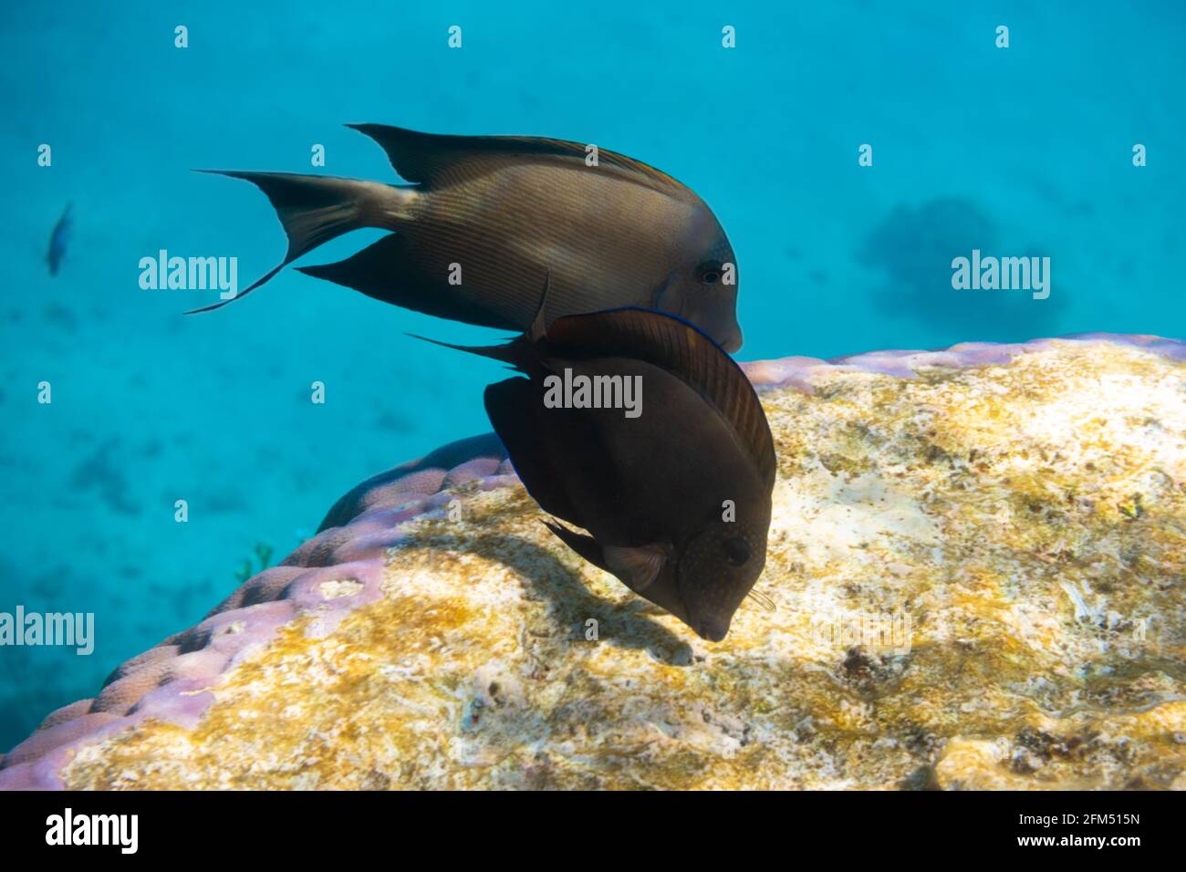 Le tenon à voiliers de la mer Rouge (Zebrasoma desjardinii) au-dessus du récif de corail lumineux dans l'océan. Poisson tropical noir marin avec rayures dans l'eau de lagon bleu, Red se Banque D'Images