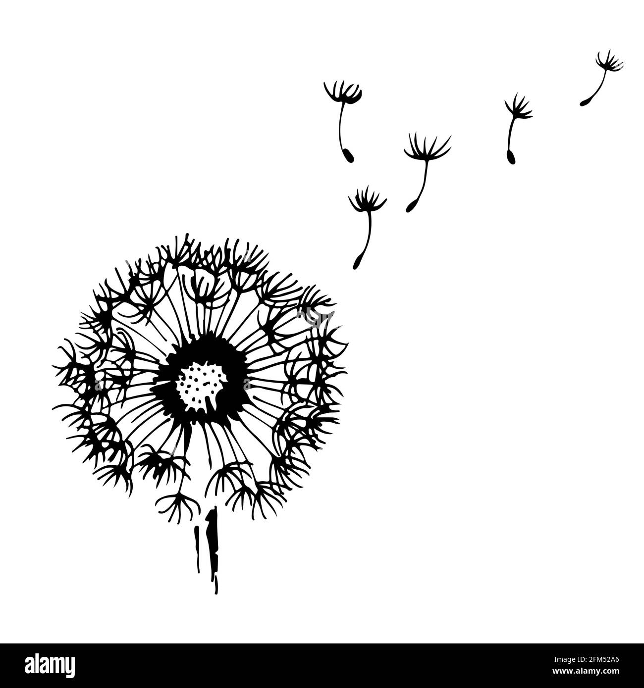 Pissenlit avec graines volantes, illustration vectorielle isolée sur fond blanc Illustration de Vecteur