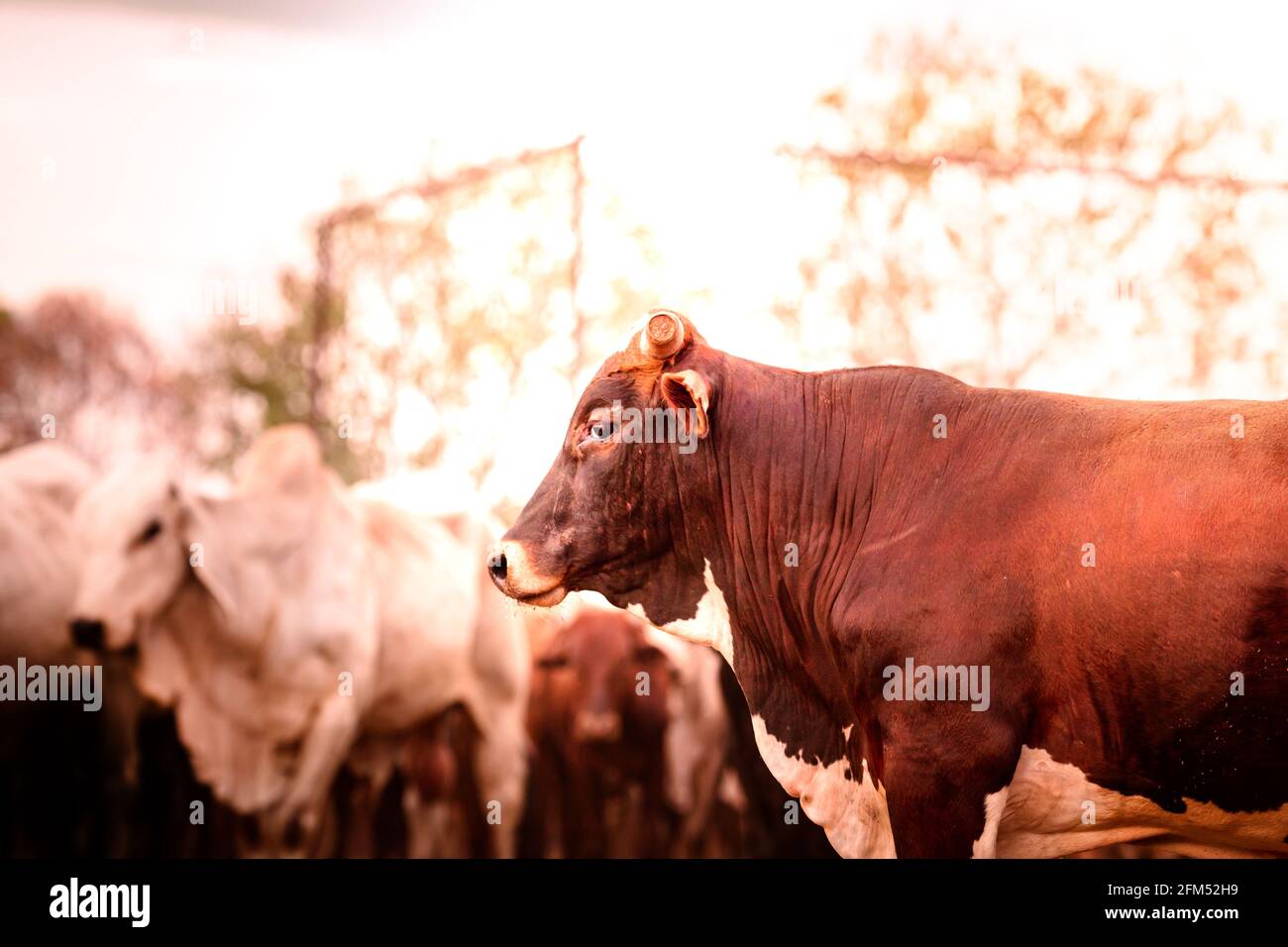 Les taureaux dans les cours sur une station de bétail éloignée dans le territoire du Nord en Australie au lever du soleil. Banque D'Images