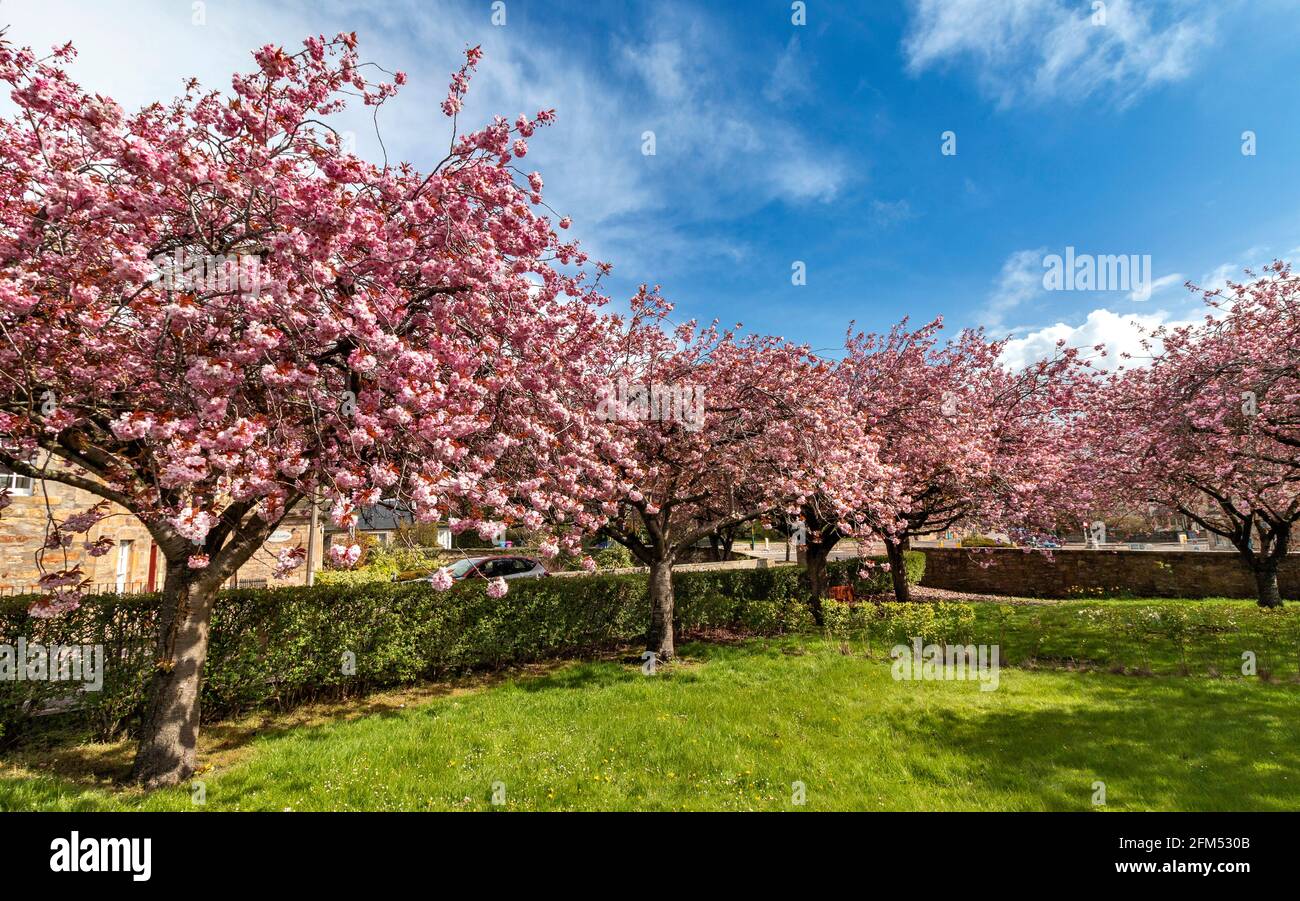 DR GRAYS HOSPITAL ELGIN MORAY ÉCOSSE AVEC FLEUR DE CERISIER ROSE PRUNUS CERISIERS DANS LE PETIT JARDIN Banque D'Images