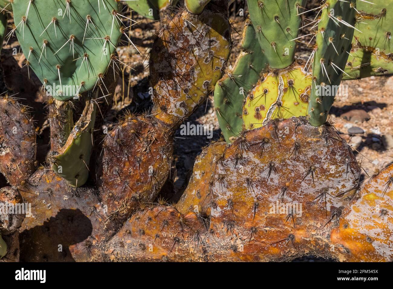 Pickly Pear, Opuntia engelmannii, dans le parc national de Saguaro, district de montagne de Tucson, Arizona, États-Unis Banque D'Images