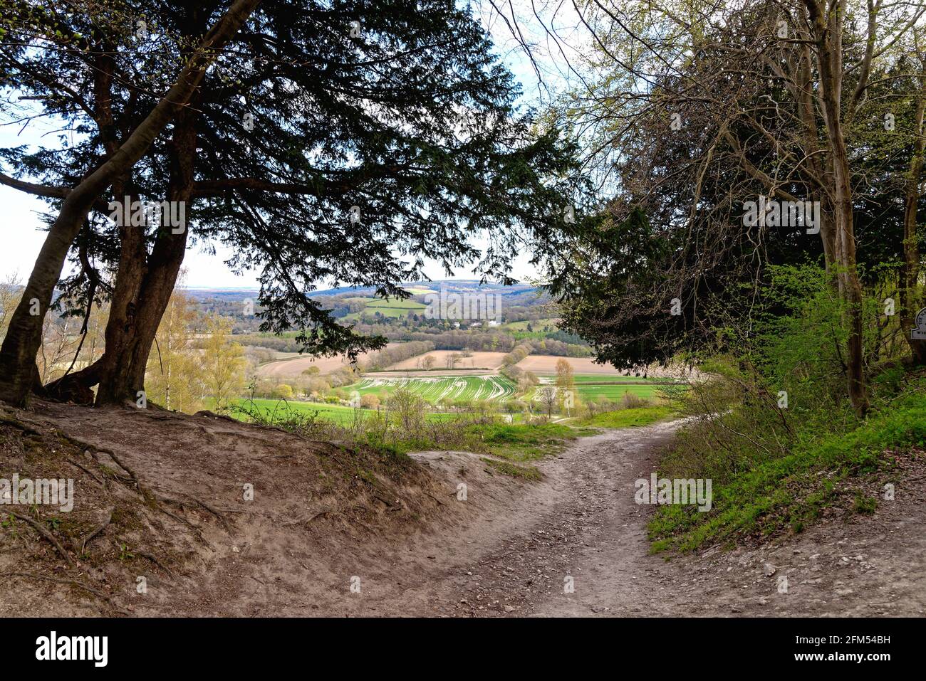 Le sentier North Downs Way sur White Downs dans l' Surrey Hills lors d'une journée de printemps près de Dorking England UK Banque D'Images