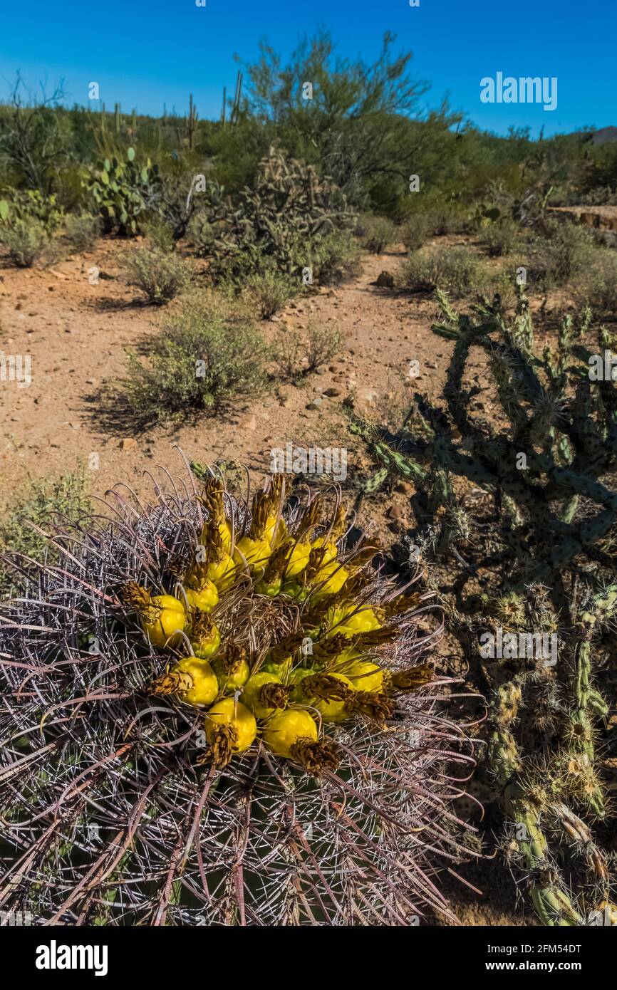 Fishhook Barrel Cactus, Ferocactus wislizeni, dans le parc national de Saguaro, Tucson Mountain District, Arizona, États-Unis Banque D'Images