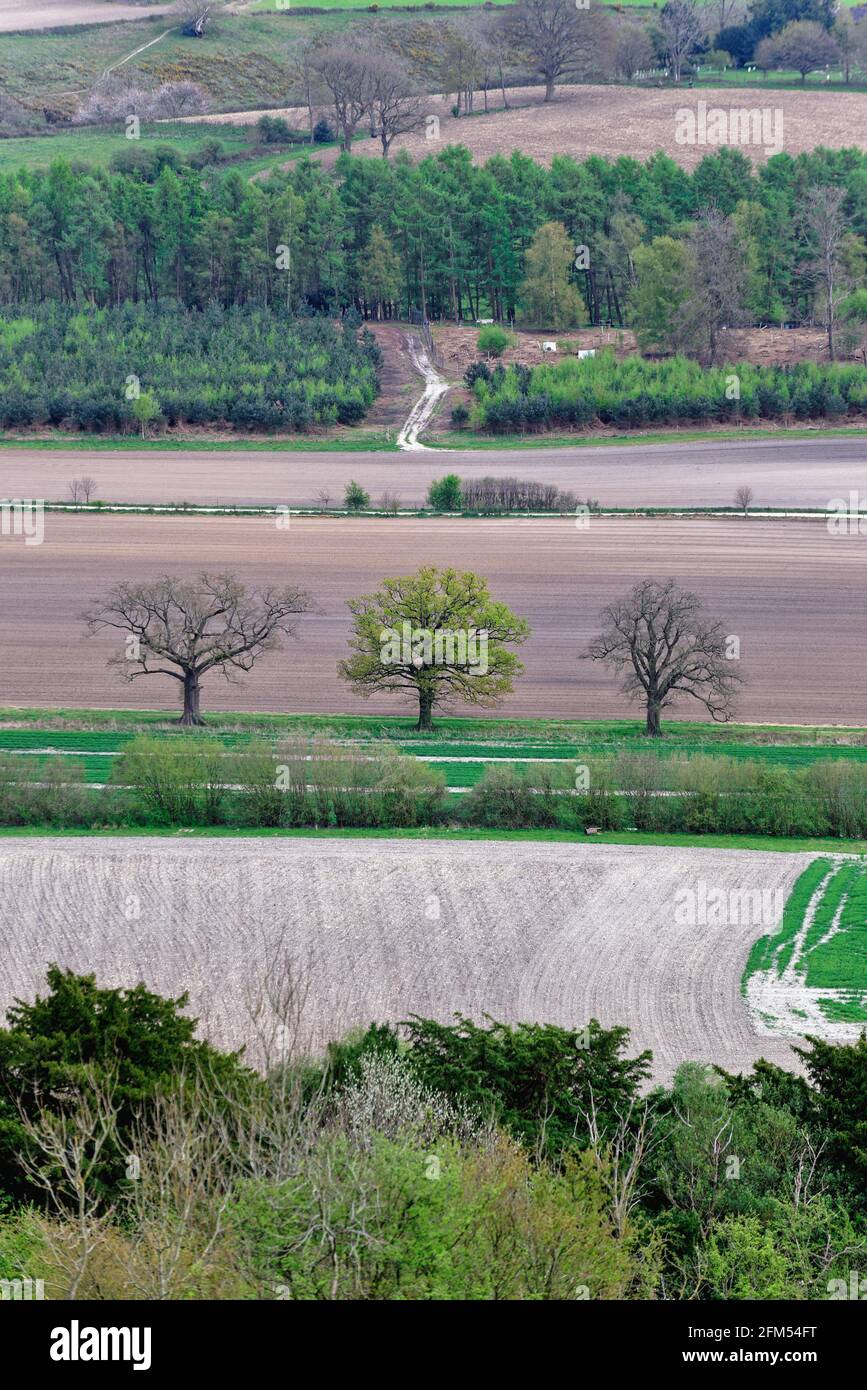 Terres agricoles dans les collines de Surrey avec trois chênes environ À la feuille dans un champ près de Dorking Surrey Angleterre ROYAUME-UNI Banque D'Images