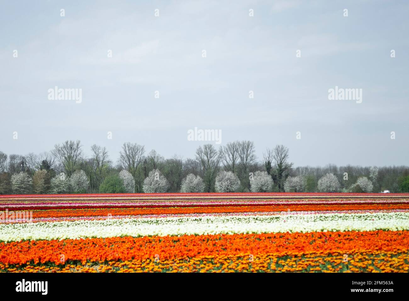 Grevenbroich, 21.04.21: Tulpenfeld. Foto: Pressefoto Mika Volkmann Banque D'Images