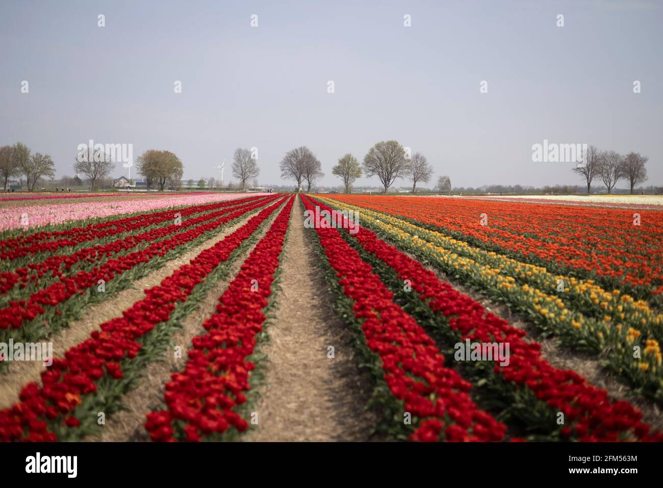 Grevenbroich, 21.04.21: Tulpenfeld. Foto: Pressefoto Mika Volkmann Banque D'Images