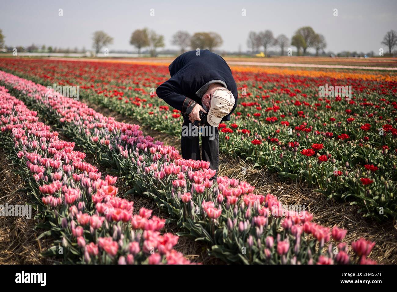 Grevenbroich, 21.04.21: Tulpenfeld, ein Mann fotografiert die Tulpen. Foto: Pressefoto Mika Volkmann Banque D'Images