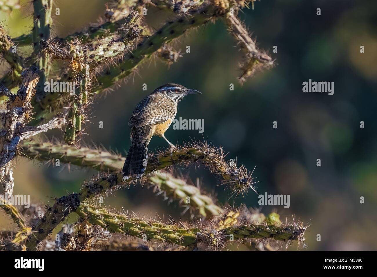 Cactus Wren, Campylorhynchus brunneicapillus, dans un cactus de la corolle dans le parc national de Saguaro, district de Tucson Mountain, Arizona, États-Unis Banque D'Images