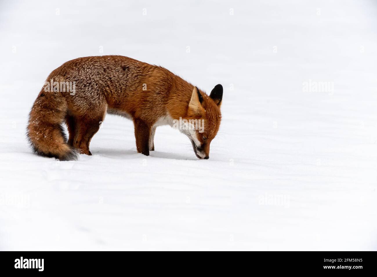 Un jeune renard roux curieux dans la neige profonde Banque D'Images