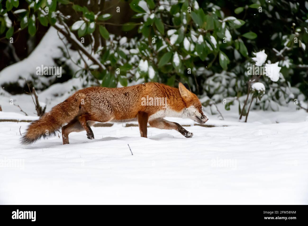 Un renard rouge se fraye un chemin dans la neige profonde Un jardin anglais Banque D'Images