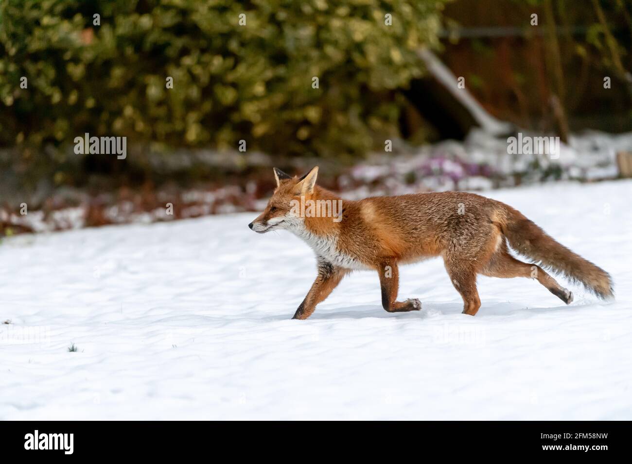 Un renard urbain traverse un jardin enneigé En Angleterre Banque D'Images