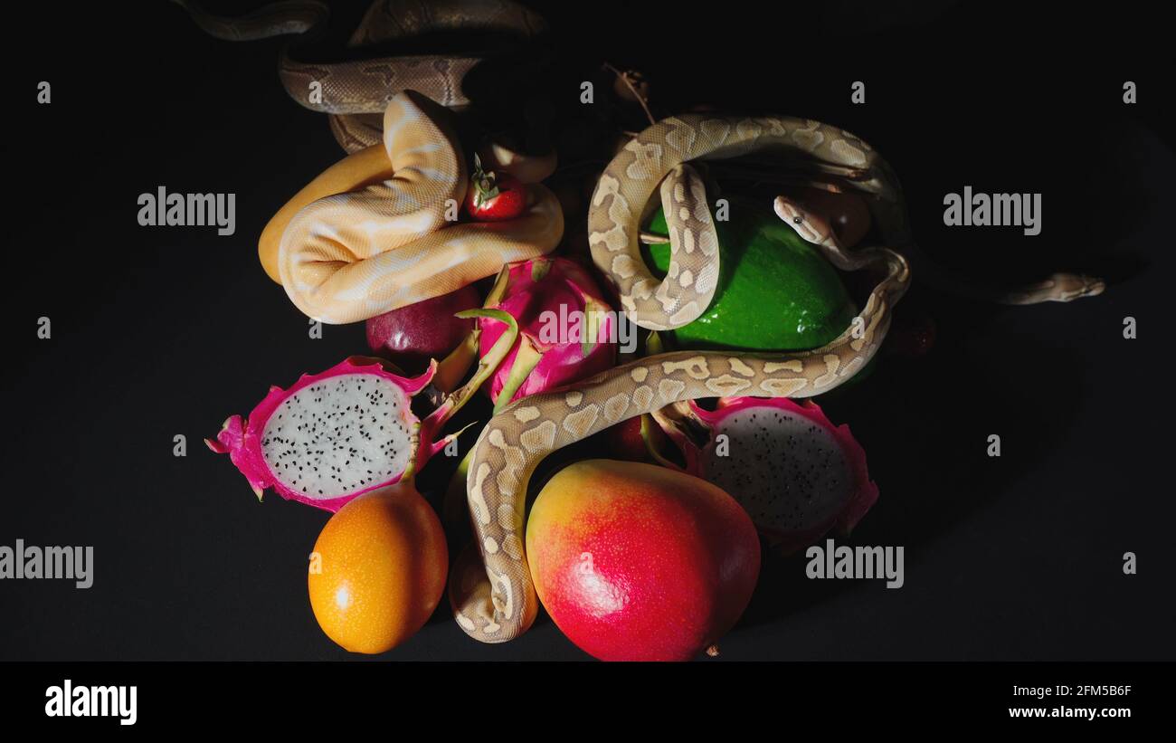 Tir de fruits exotiques et de pythons de balle Banque D'Images