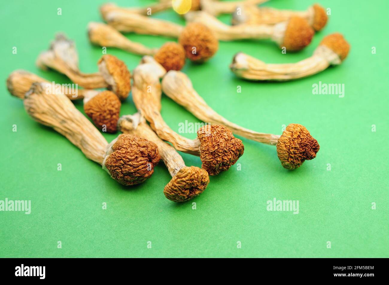 Sécher les champignons psilocybine sur fond vert. Champignons magiques psychédéliques Professeur d'or. Usage médical. Concept de microdosage. Banque D'Images