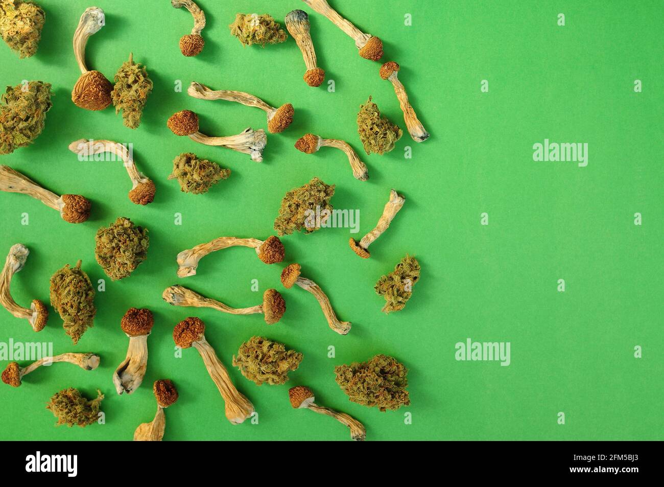 Sécher les champignons psilocybine sur fond vert, motif naturel. Champignons magiques psychédéliques Professeur d'or. Usage médical. Concept de microdosage. Banque D'Images