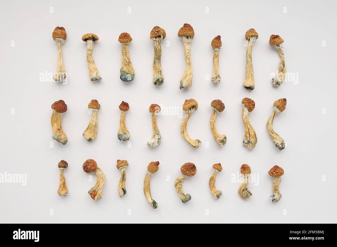 Plan journal de microdosage. Psilocybine séchée enseignant d'or, motif sur fond blanc. Psilocybe Cubensis, vue de dessus, fl Banque D'Images