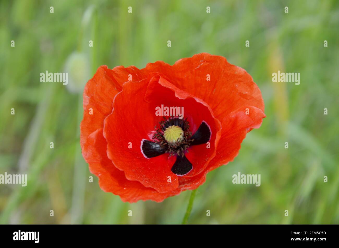 coquelicot rouge en été, macro photographie, fleurs d'été Banque D'Images