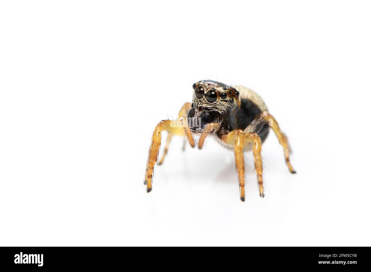 Image de l'araignée de bleeker (Euryattus bleekeri) sur fond blanc. Insecte. Animal Banque D'Images