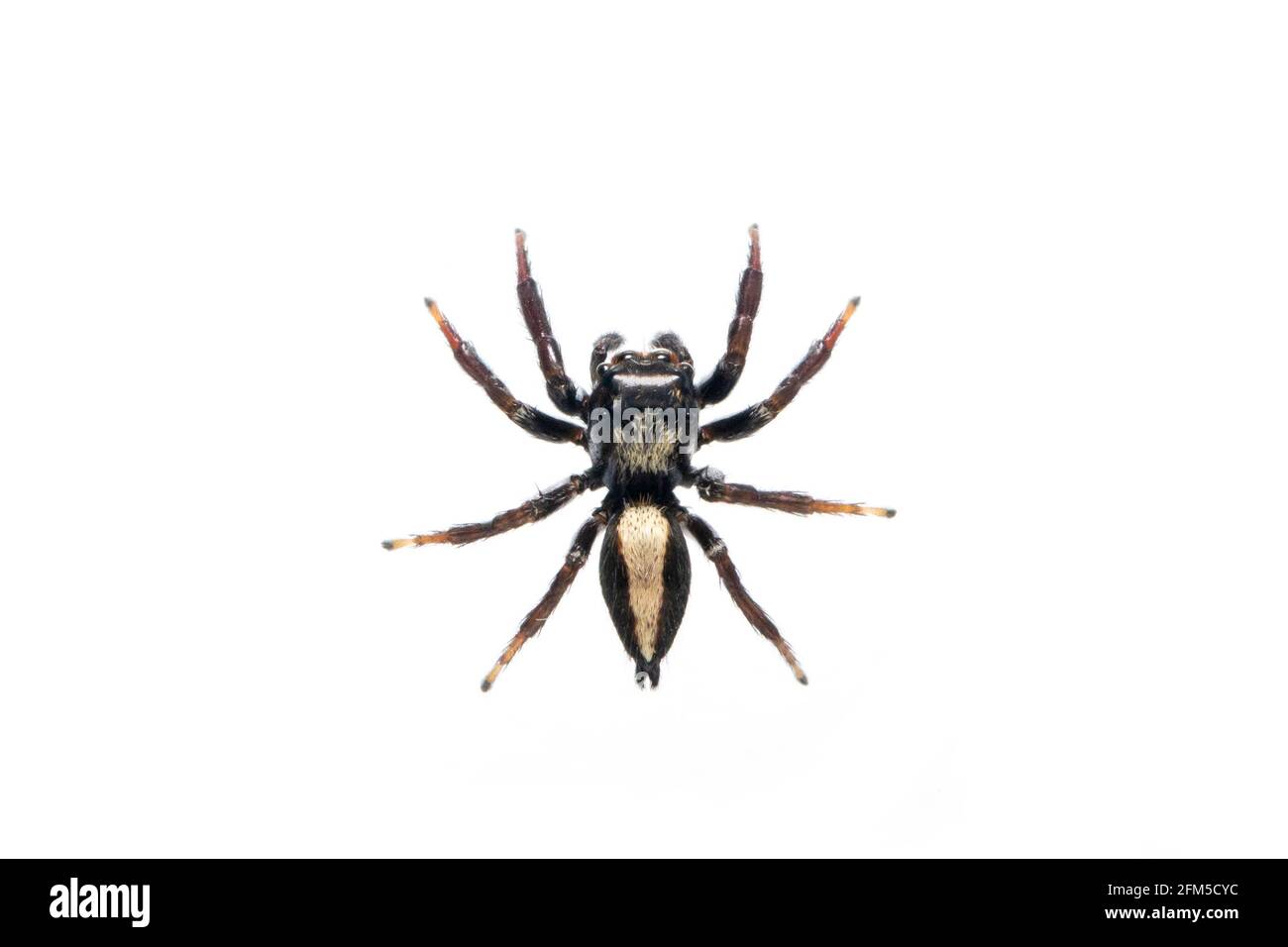 Image d'une araignée sautant (Opisthoncus mordax) sur fond blanc. Insecte. Animal Banque D'Images