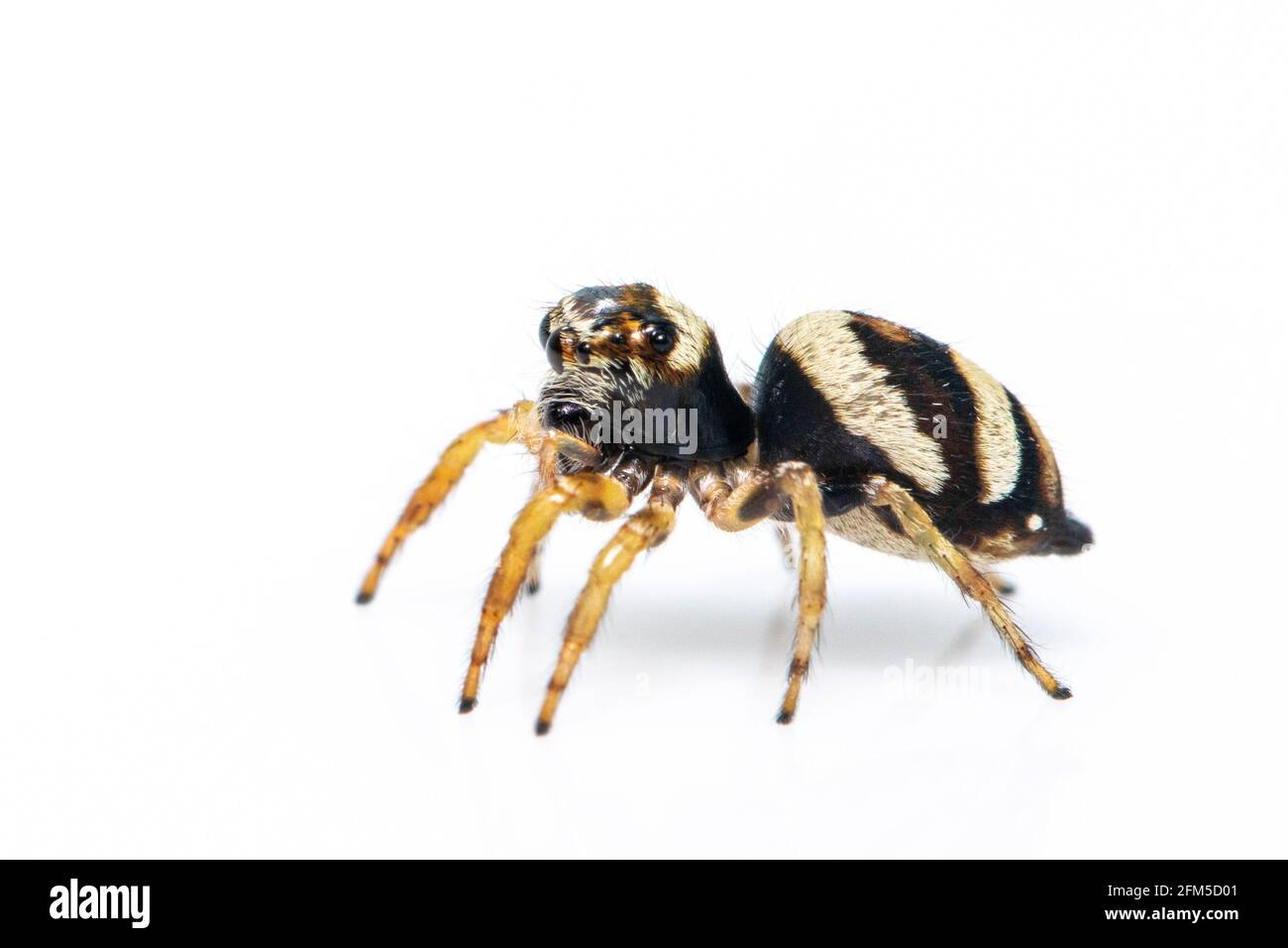 Image de l'araignée de bleeker (Euryattus bleekeri) sur fond blanc. Insecte. Animal Banque D'Images