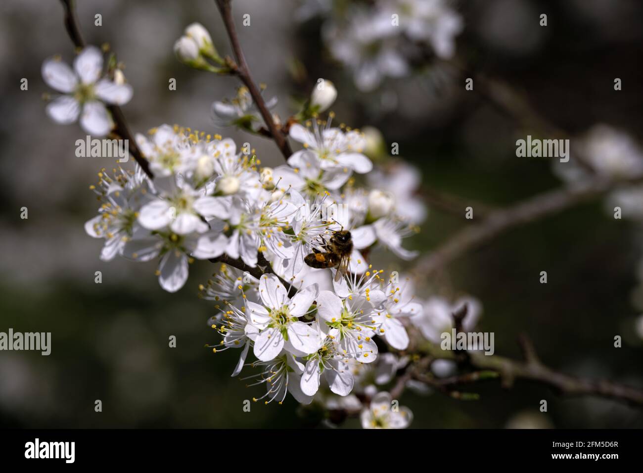 Gros plan d'une abeille sur des fleurs de damson au printemps Banque D'Images