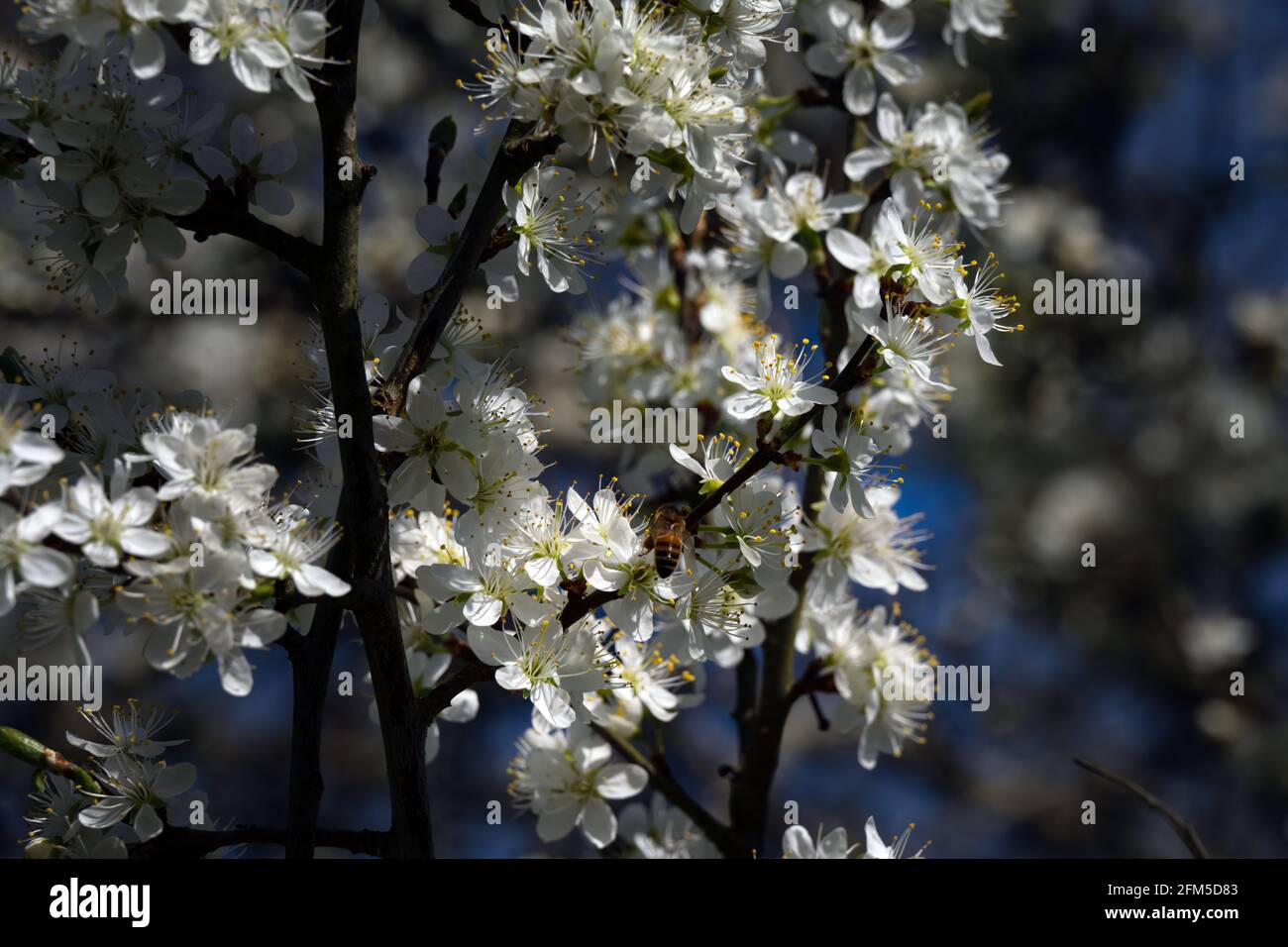Gros plan d'une abeille sur des fleurs de damson au printemps Banque D'Images