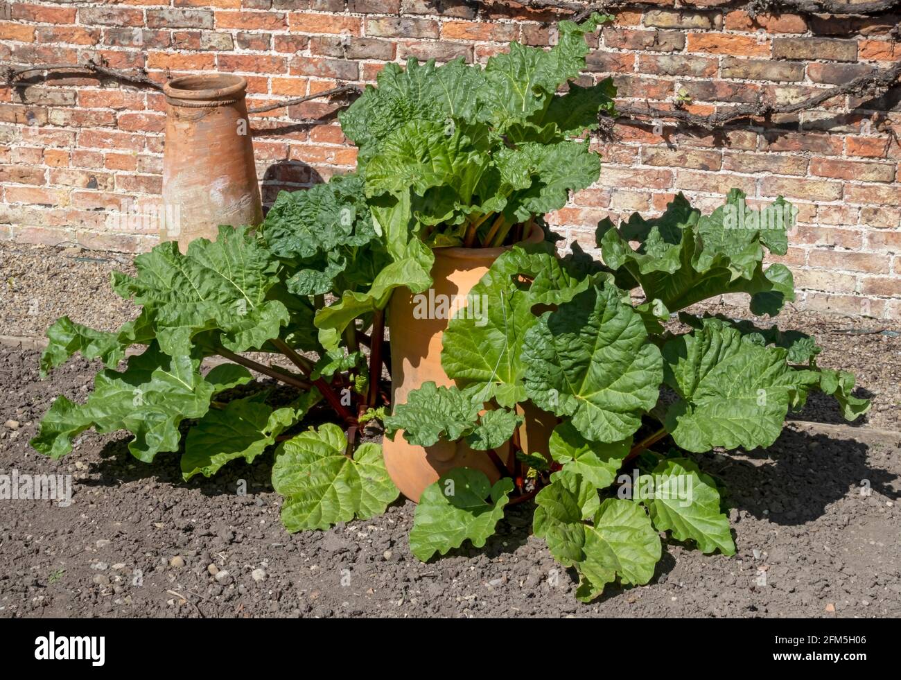 Rhubarbe et pots de cloche d'argile pour forcer le rhubarbe tôt Terrain de jardin au printemps Angleterre Royaume-Uni GB Grande-Bretagne Banque D'Images