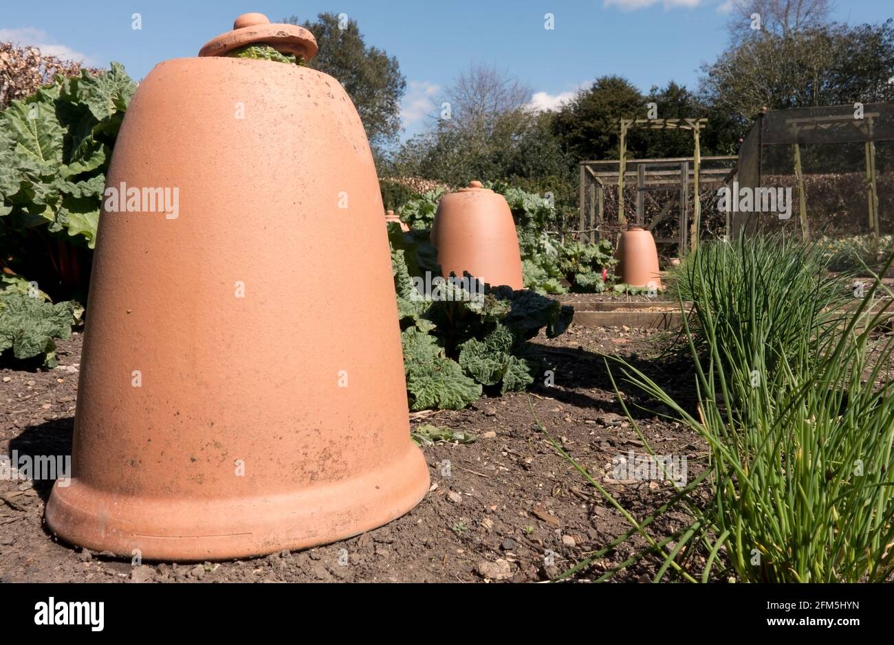 Rhubarb croissant en terre cuite cloche argileuse forçage pots sur un Jardin d'allotement Royaume-Uni GB Grande-Bretagne Banque D'Images