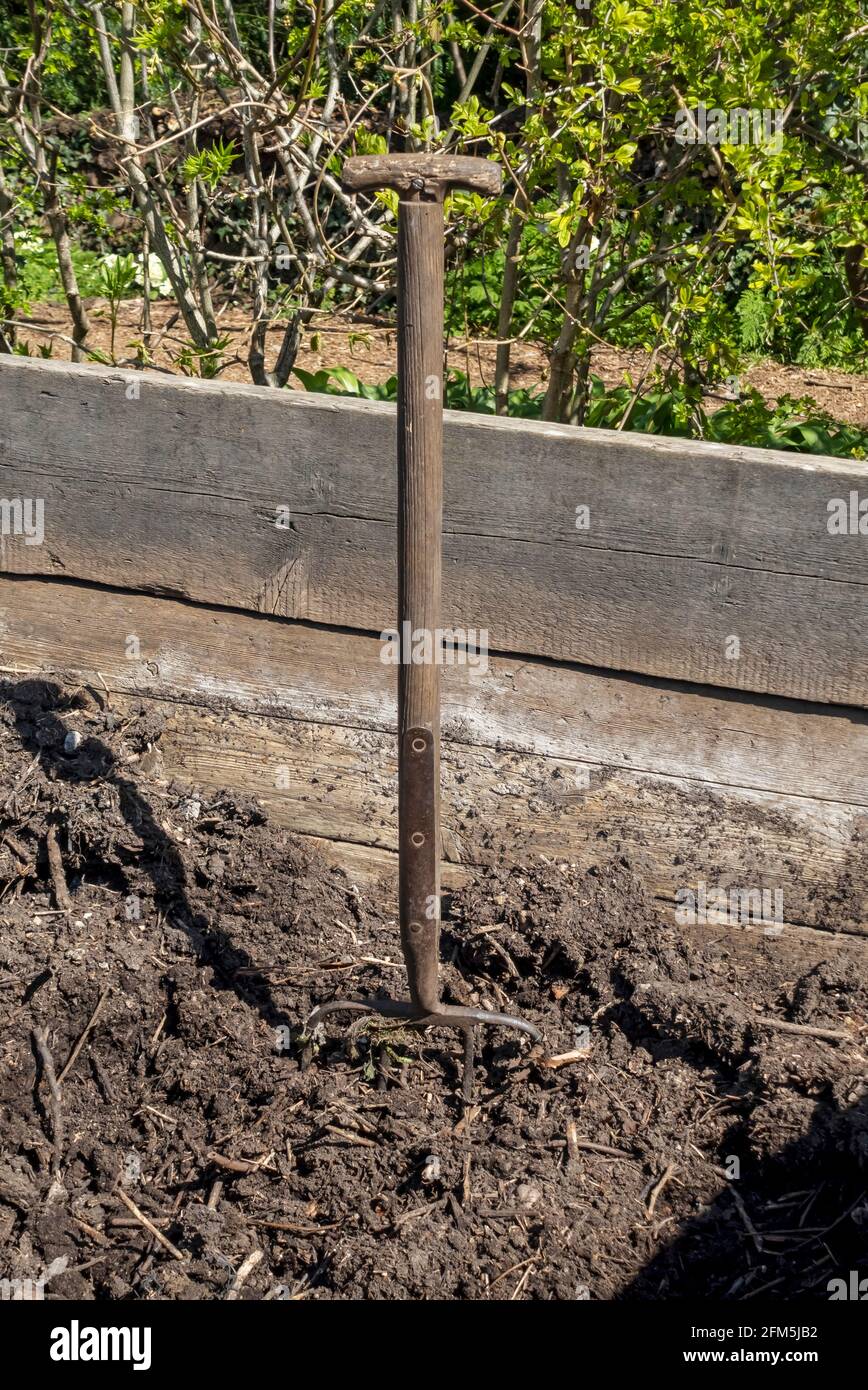 Gros plan de la fourche de jardin dans le tas de compost Angleterre Royaume-Uni Royaume-Uni Grande-Bretagne Banque D'Images