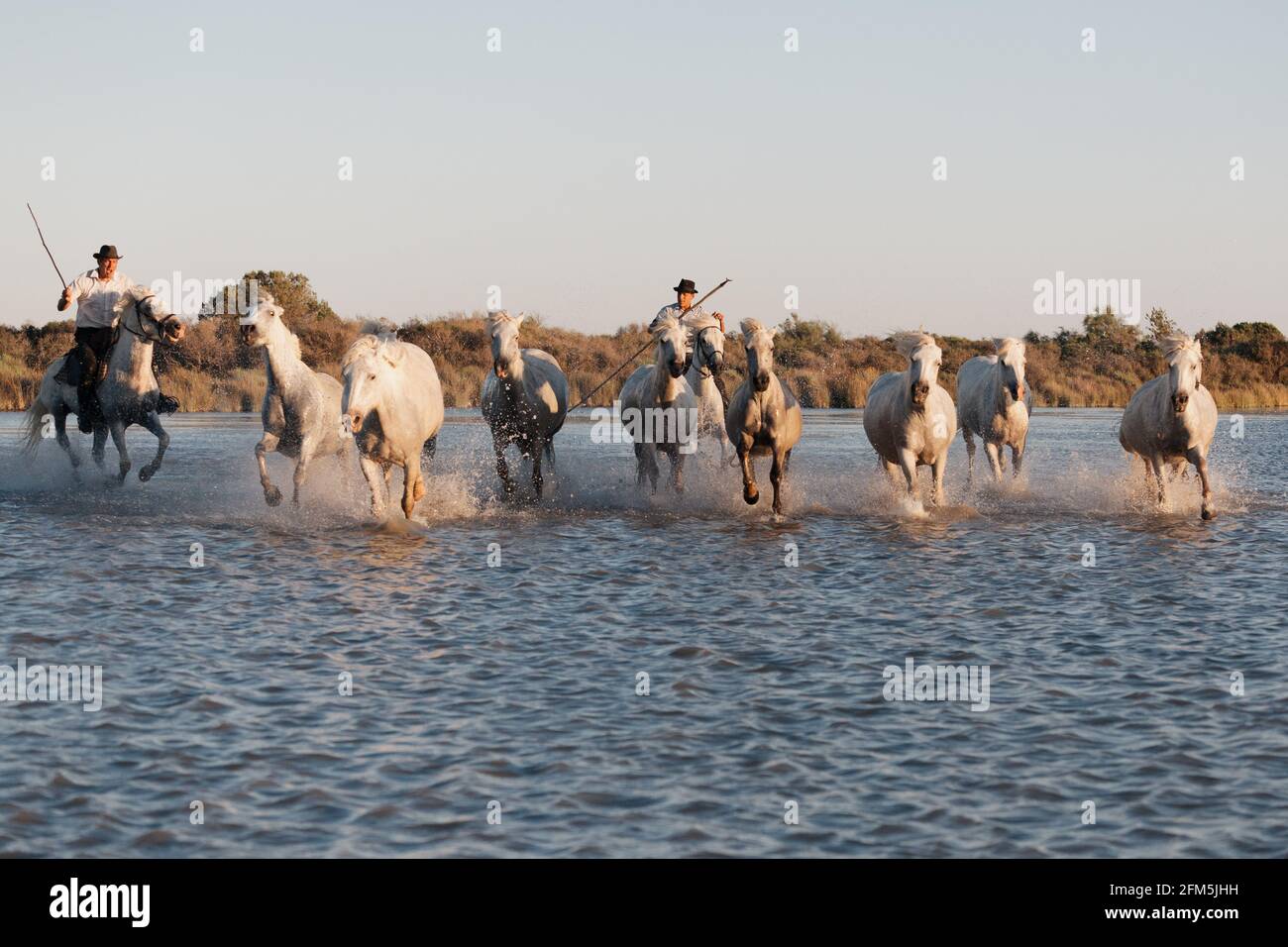 02-08-2018 Aigues mortes, France. Cowboy et chevaux sauvages de Camargue Banque D'Images