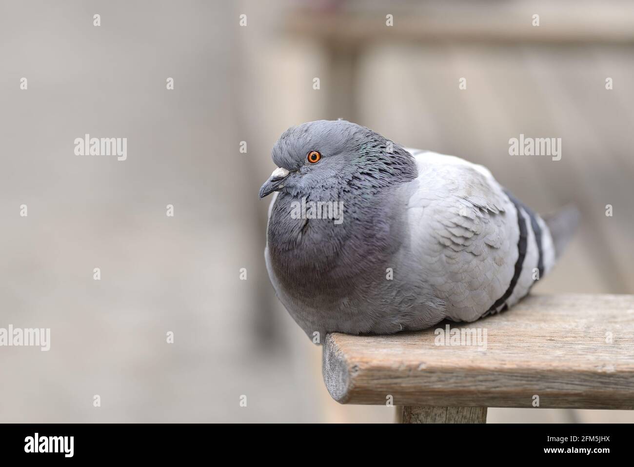 Pigeon sauvage (Columba livia domestica) Assis sur un banc dans le centre de Londres Banque D'Images