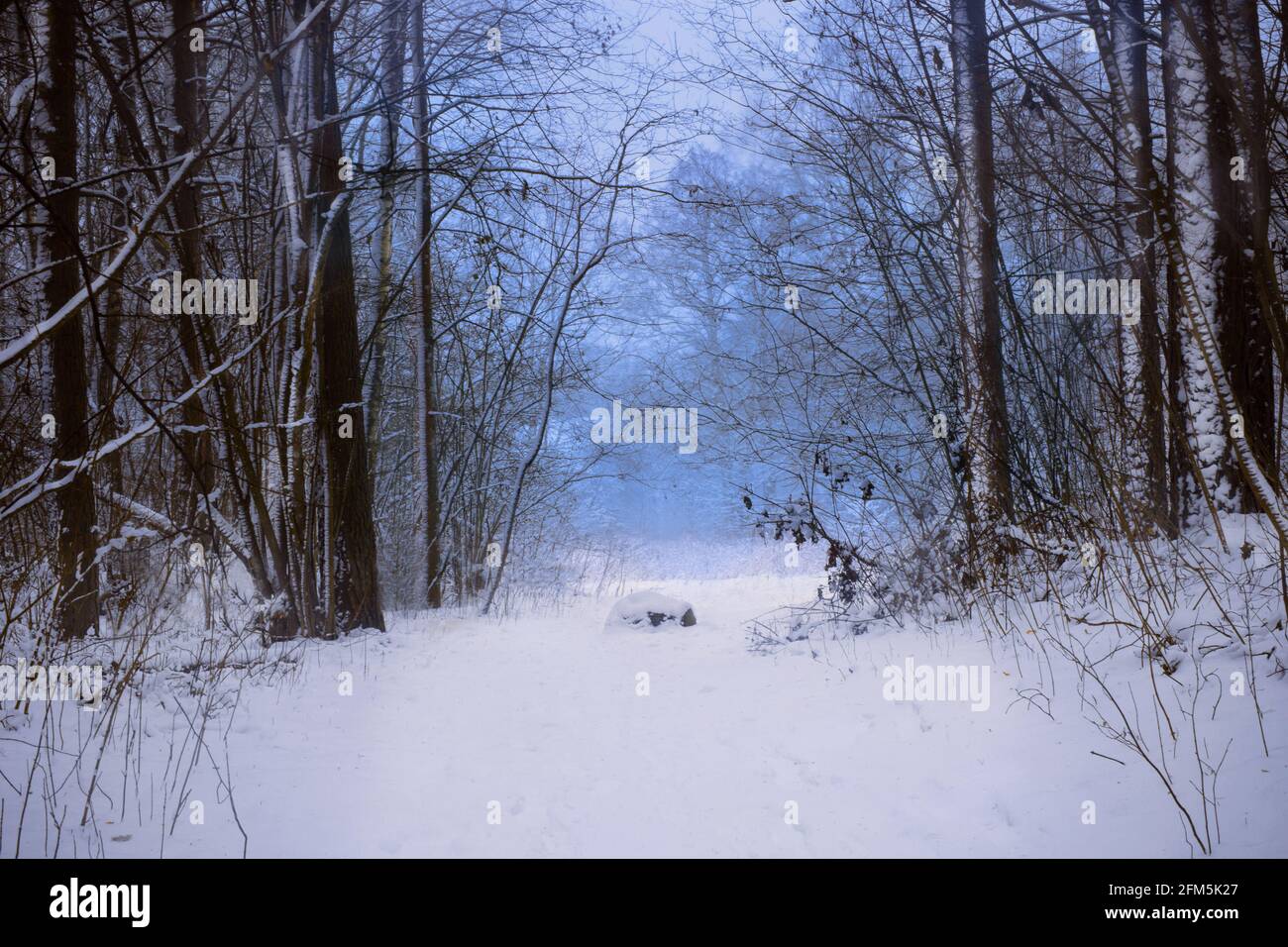 Spot lumineux dans la belle forêt, forêt d'hiver mystique, arrière-plan de la nature, beau paysage d'hiver avec des arbres Banque D'Images