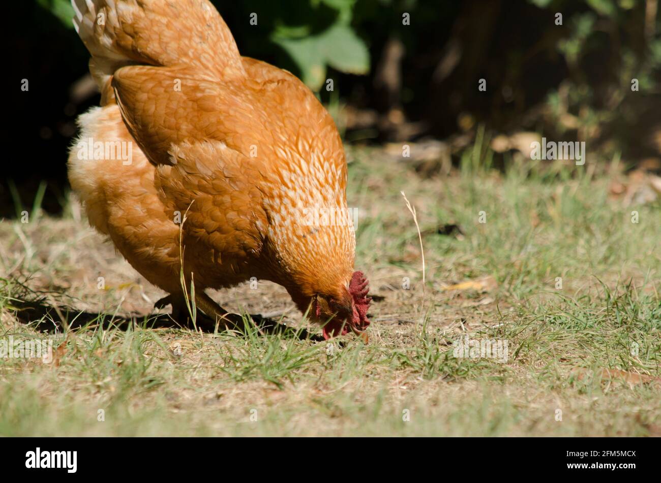 Poule ponte l'herbe à la recherche de nourriture ou de cailloux, poule rouge dans un environnement naturel élevé écologiquement Banque D'Images