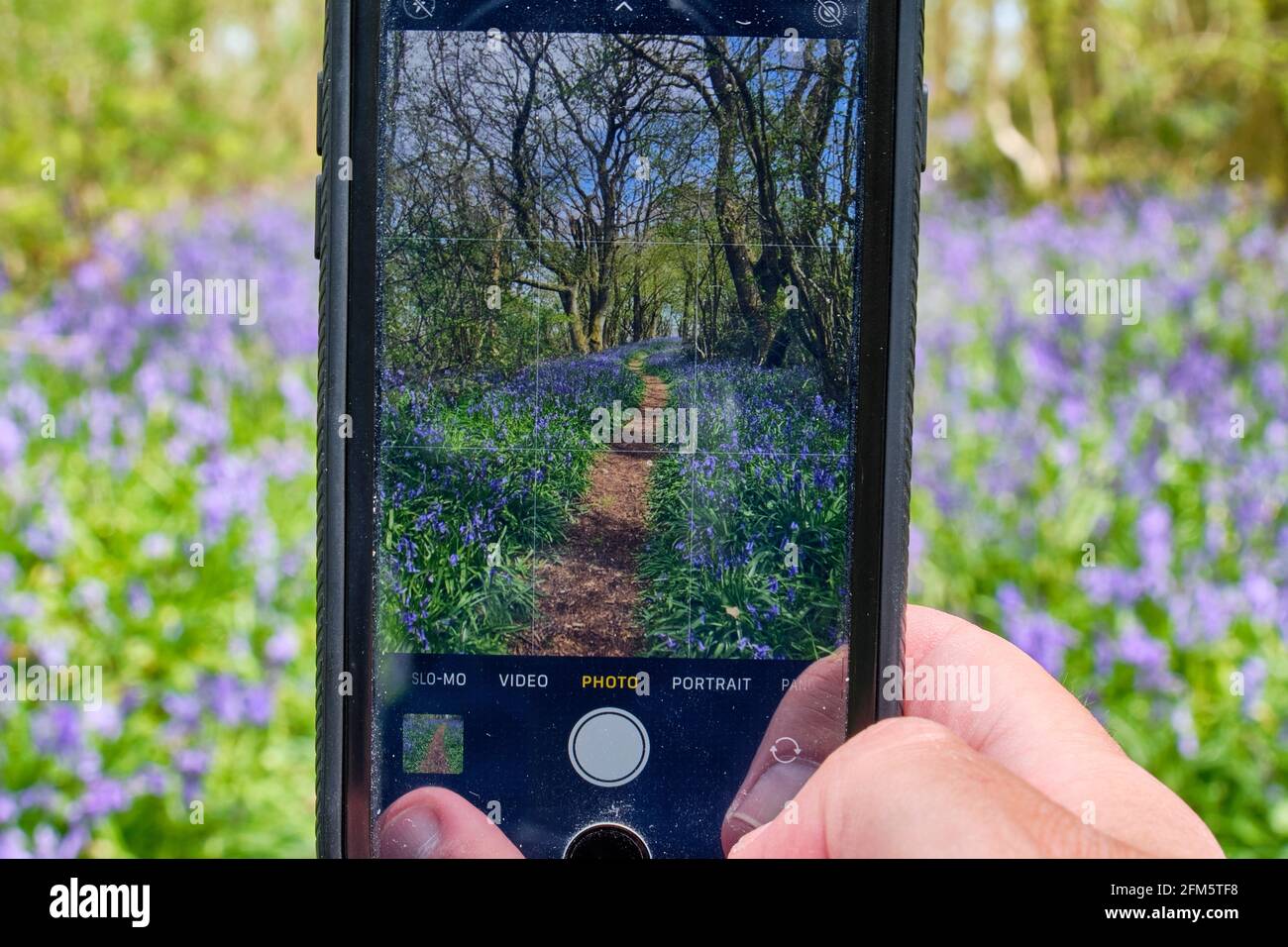 Prendre une photo de Bluebells sur un smartphone (Apple iPhone se 2020) à Helmeth Woods, Church Stretton, Shropshire Banque D'Images