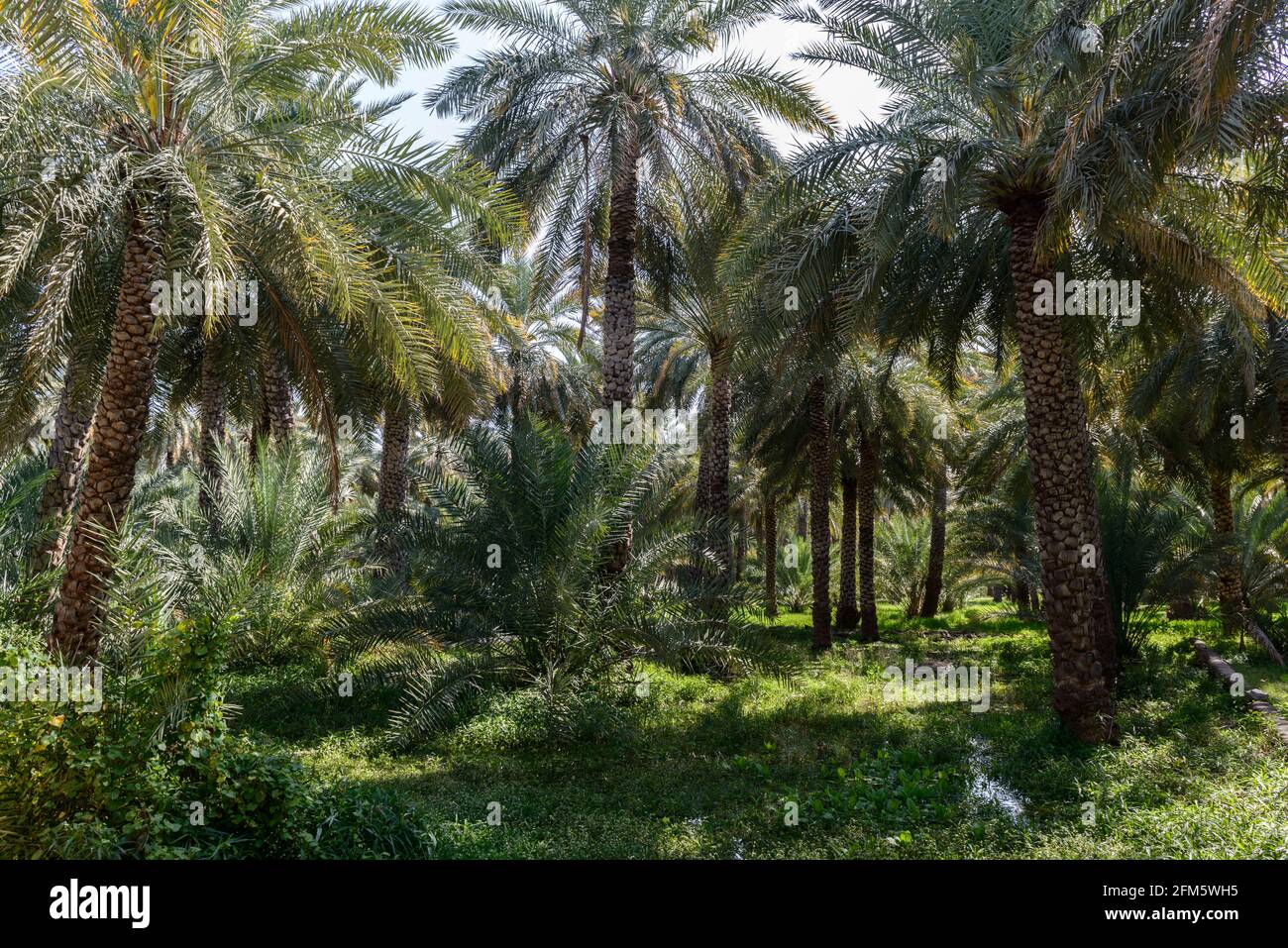 Date plantation dans l'ancien village Al Hamra. Région d'ad Dahiliyah, Oman. Banque D'Images