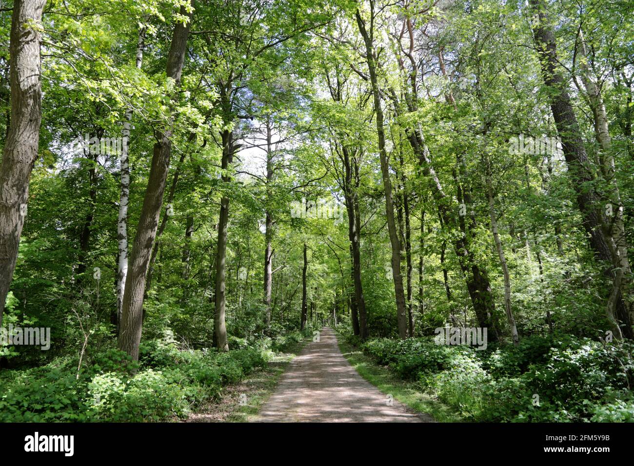 Chemin à travers la forêt à Appen, Allemagne Banque D'Images