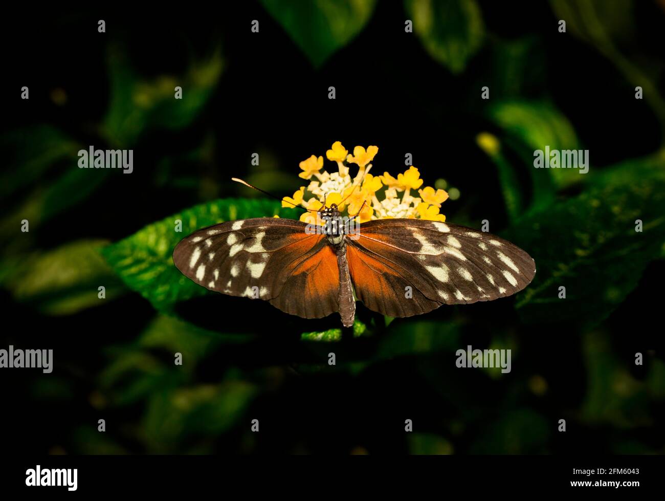 Heliconius hecale - papillon à ailes longues et tigre Banque D'Images