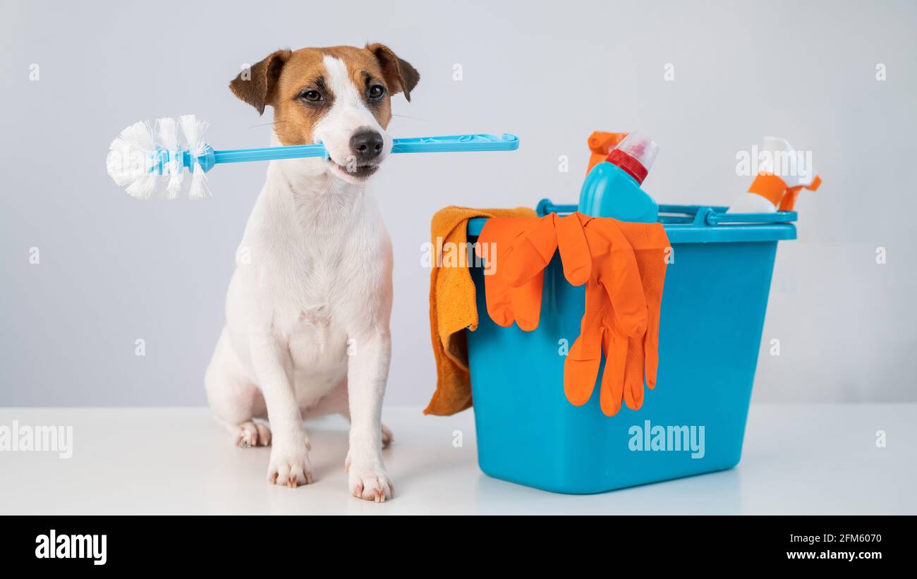 Produits de nettoyage dans un seau et un chien tenant une brosse de toilette sur un fond blanc. Banque D'Images