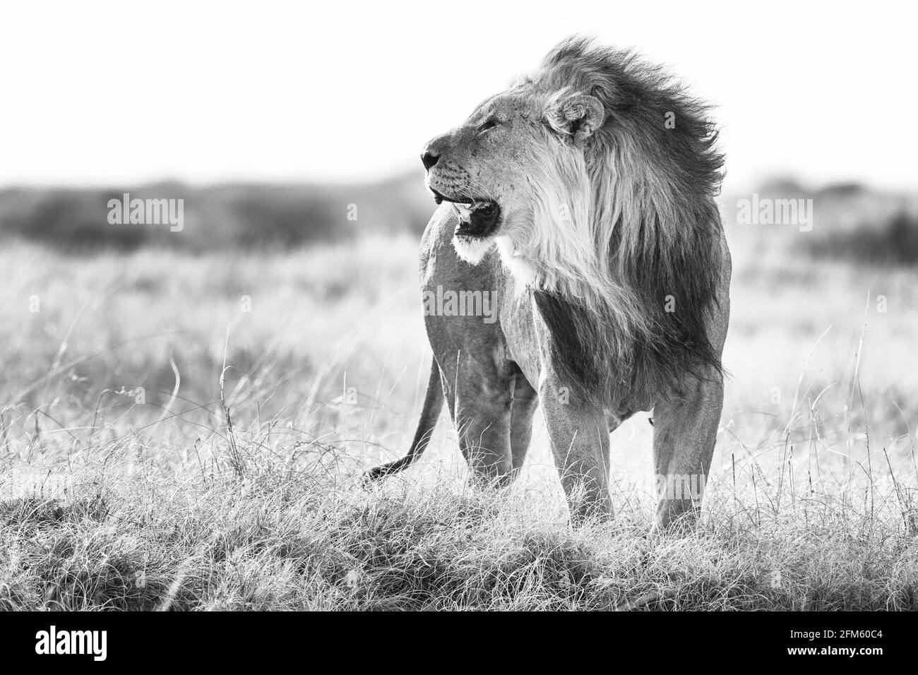 Lion En Noir Et Blanc Banque d'images noir et blanc - Alamy