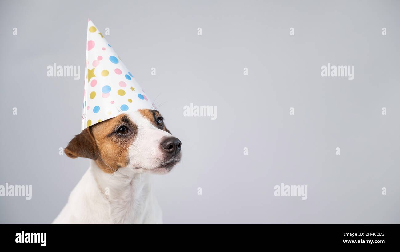 Happy Birthday Dog Jack Russel Banque D Image Et Photos Alamy