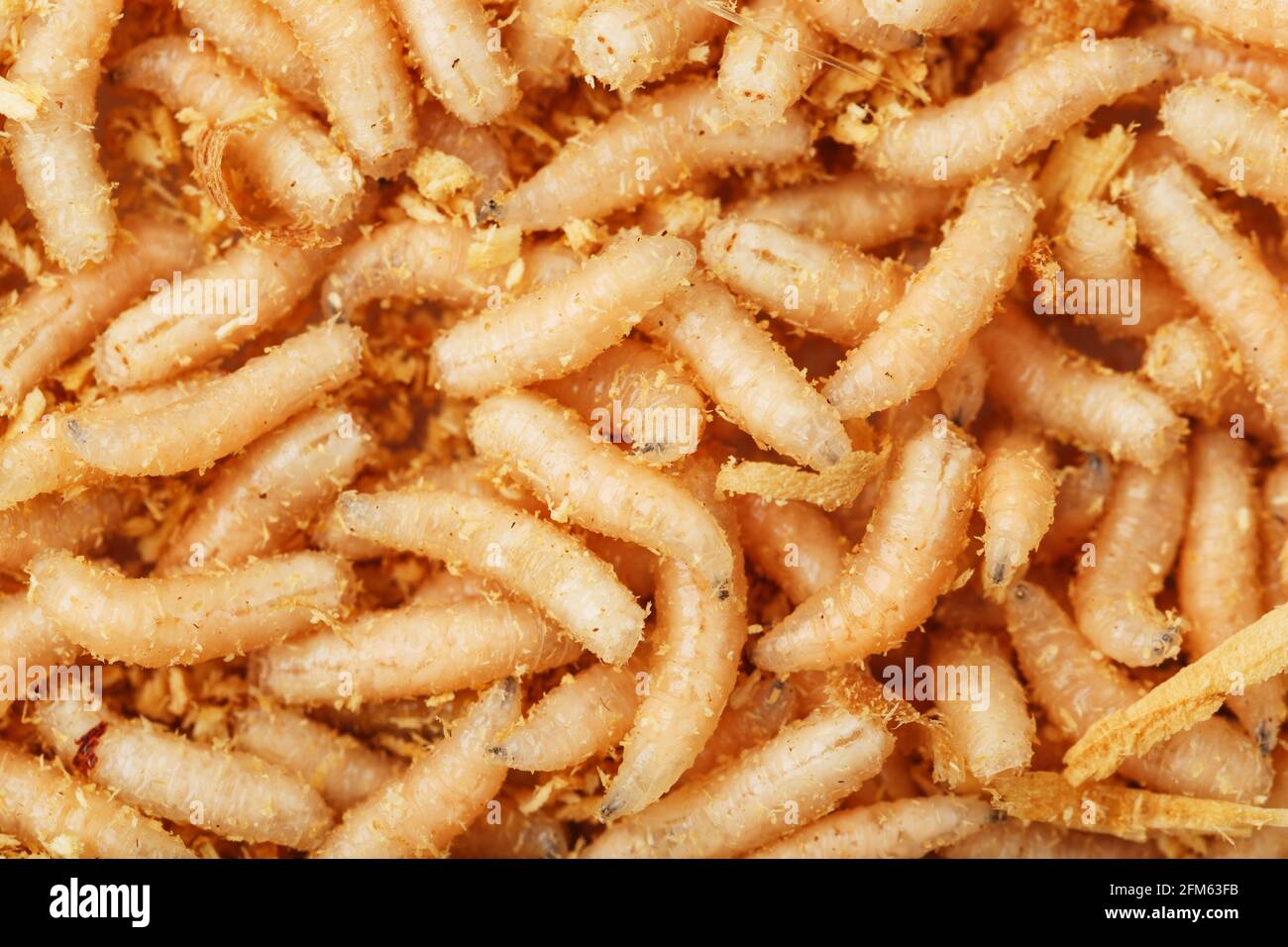 Les larves de mouches se rapprochent comme appâts pour la pêche et la  médecine. Arrière-plan plein écran Photo Stock - Alamy