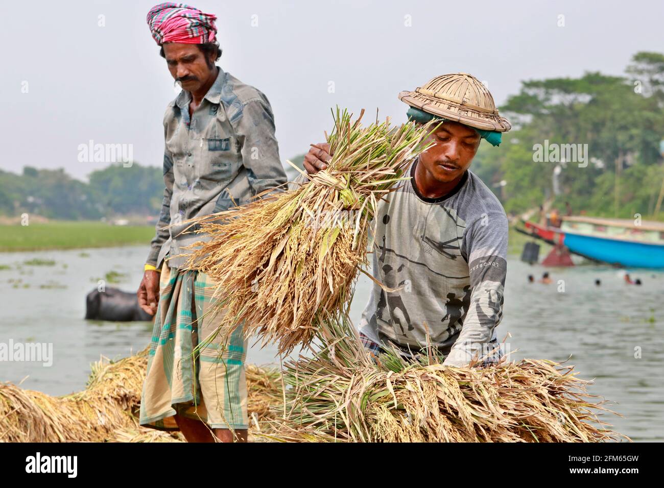 Kishorganj, Bangladesh - 01 mai 2021 : les agriculteurs ont coupé du paddy de Nikli Haor à Kishorganj et l'ont apporté par bateau. Plus tard, le paddy est pris à la maison Banque D'Images