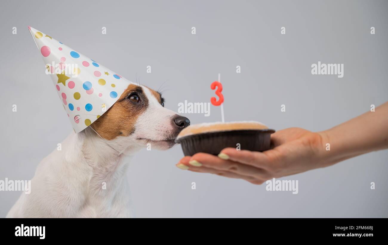 Happy Birthday Dog Jack Russel Banque D Image Et Photos Alamy