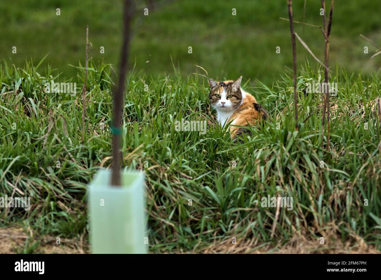 Calico chat tranquillement debout dans l'herbe Banque D'Images