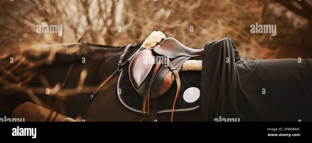 Un cheval de baie avec une manie sombre porte une selle en cuir, un sellerie sombre, une couverture de cheval noire et une bride le jour de l'automne. Sports équestres a Banque D'Images